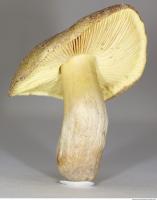 Photo Texture of Mushroom 0010